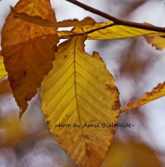 GOLDEN-Nothing GOLD can Stay-Reflections on FALL FOLIAGE