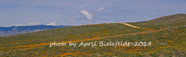 California Wildflowers-Where to Photograph California! 